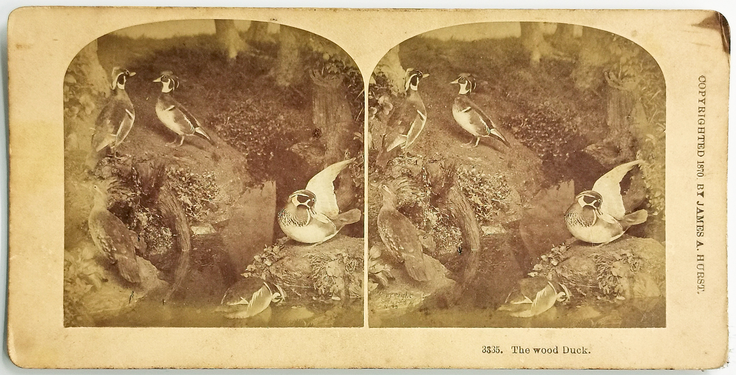 The wood Duck. - Antique Print from 1870