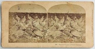 Pinnated Grouse, or Prairie Chickens. General / Global