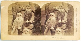 The Snowy Owl. General / Global