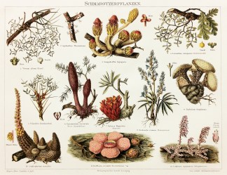 Schmarotzerpflanzen. General / Global Schmarotzerpflanzen. General / Global