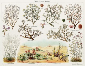 Wüstenpflanzen. General / Global