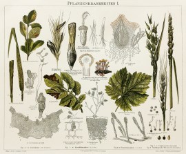 Pflanzenkrankheiten I.