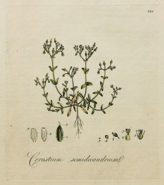 Cerastium Semidecandrium.