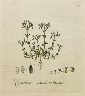 Cerastium Semidecandrium. General / Global