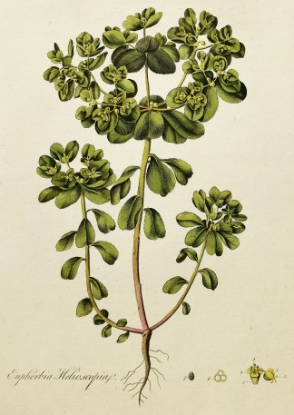 Euphorbia Helioscopia. General / Global