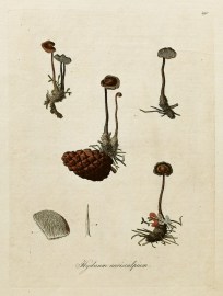 Hydnum Auriscalpium.