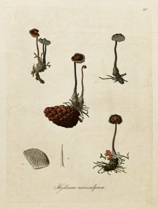 Hydnum Auriscalpium. General / Global