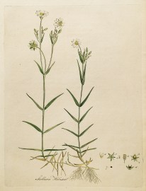Stellaria Holostea.