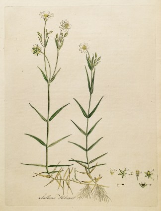 Stellaria Holostea. General / Global