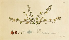 Veronica hederifolia.