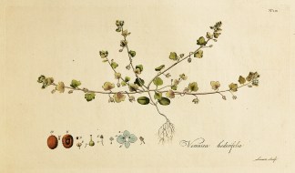 Veronica hederifolia. General / Global