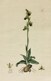 Ophrys Fucifera. [Early Spider Orchid]