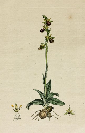 Ophrys Fucifera. [Early Spider Orchid] General / Global