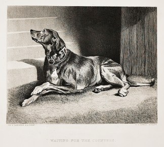 Waiting on the Countess. Dogs