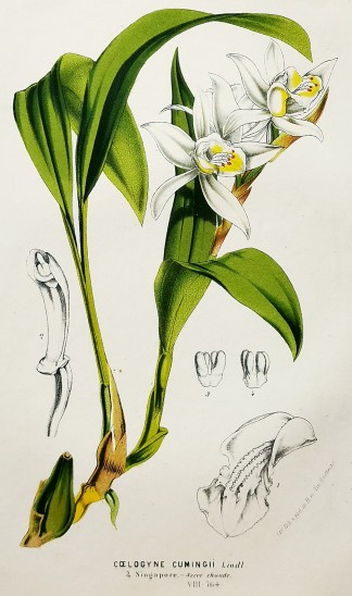 Coelogyne Cumingii Lindl. General / Global