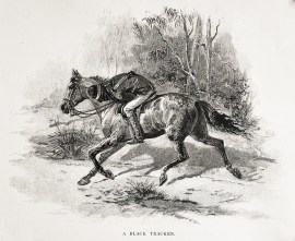 A Black Tracker. ABORIGINES