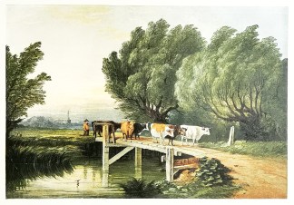 Crossing the Stream. Cattle & Activities