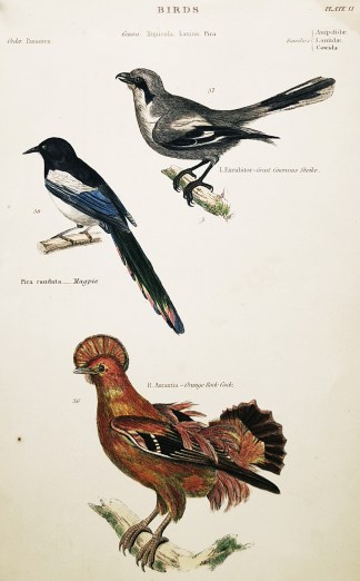 Birds. Genera. Rupicola. Lanius. Pica. General / Global