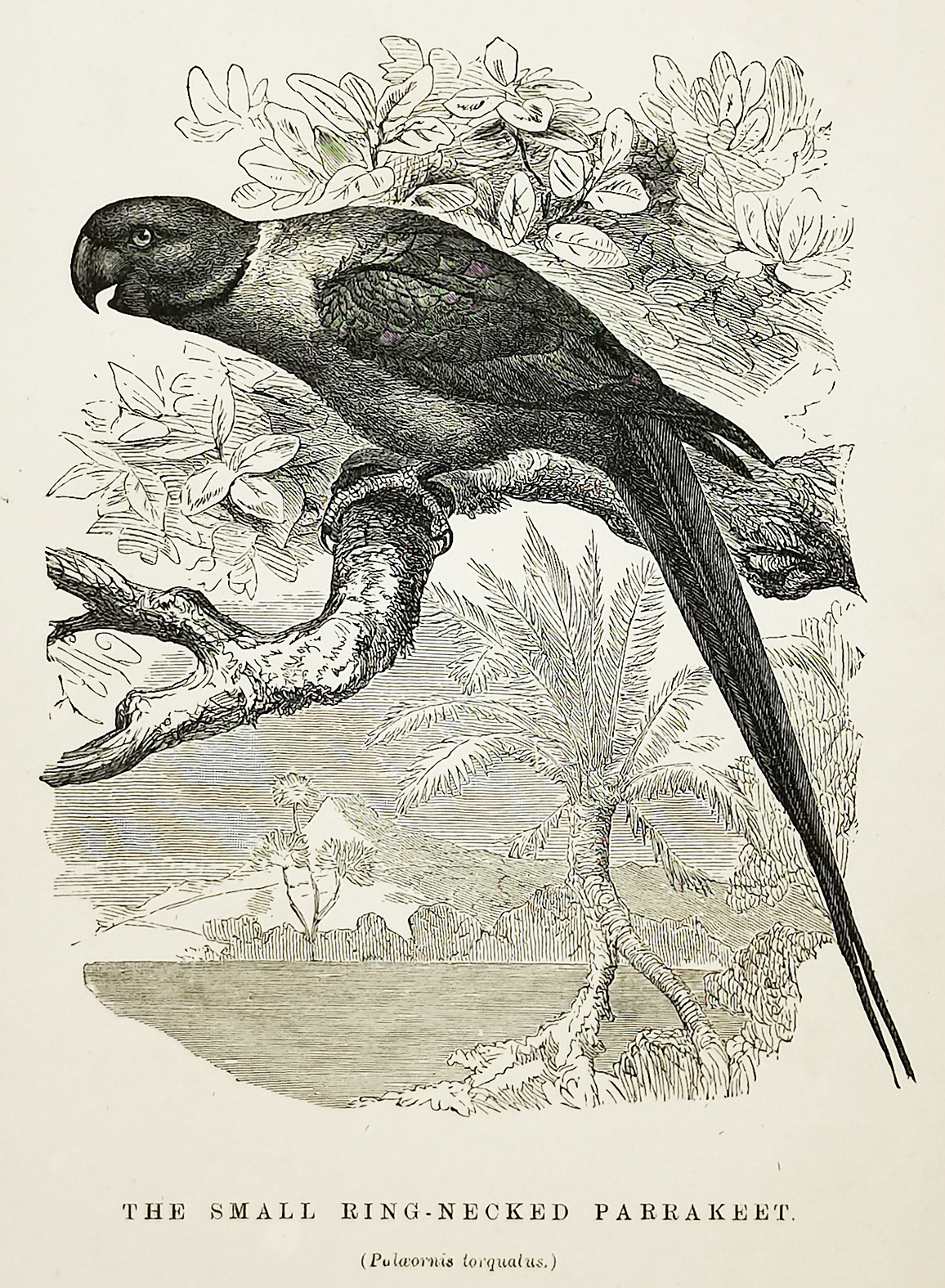The Small  Ring-necked Parrakeet. (Polaeornis torquatus.) - Antique Print from 1884