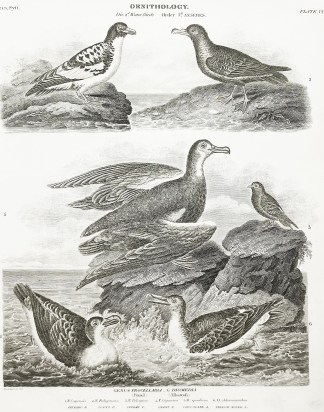 Gebus Procellaria – G Diomedia. (P… General / Global