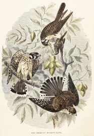 The American Sparrow-Hawk. General