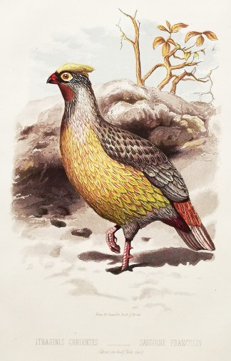 Ithaginis Corientes – Sanguine Fra… General / Global