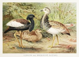 Florican and Macqueen's Bustard.