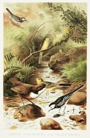 Dipper, Pied Wagtail and Yellow Wagtail.