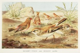 Desert Finch and desert Lark.