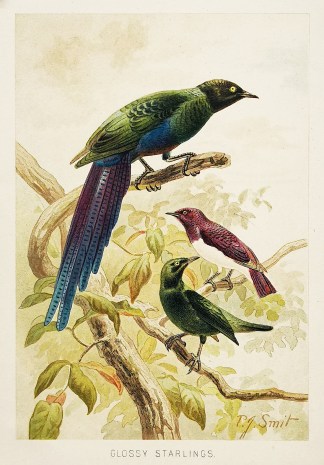 Glossy starlings General / Global