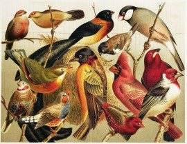 Stubenvogel II. Auslandische Stubenvogel.