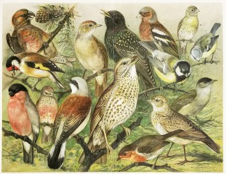 Stubenvogel I. Heimische Stubenvogel. General / Global