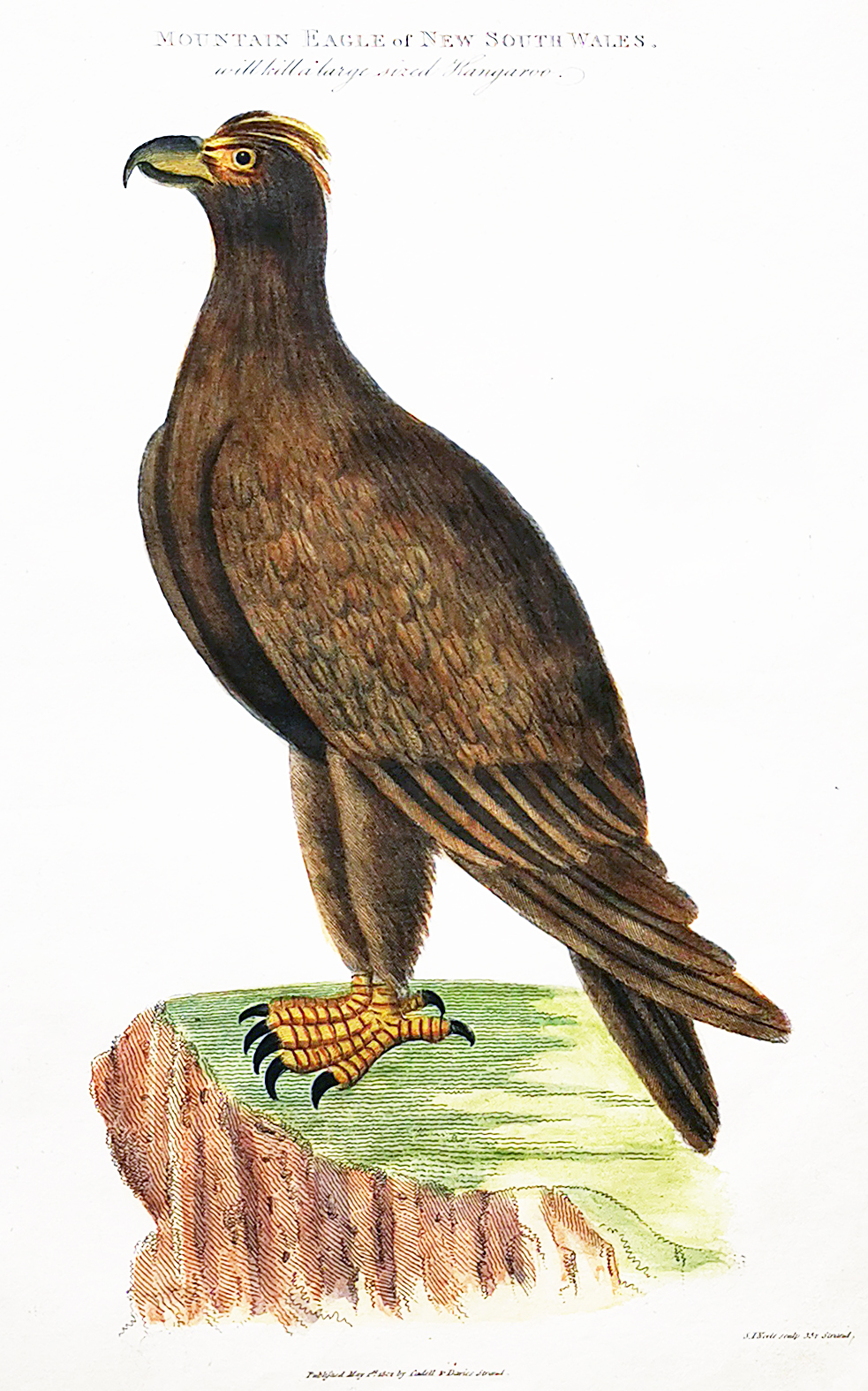 Mountain Eagle of New South Wales. will kill a large sized Kangaroo. - Antique Print from 1802