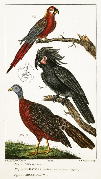 Ara. Kakatoes Noir. Argus Australian