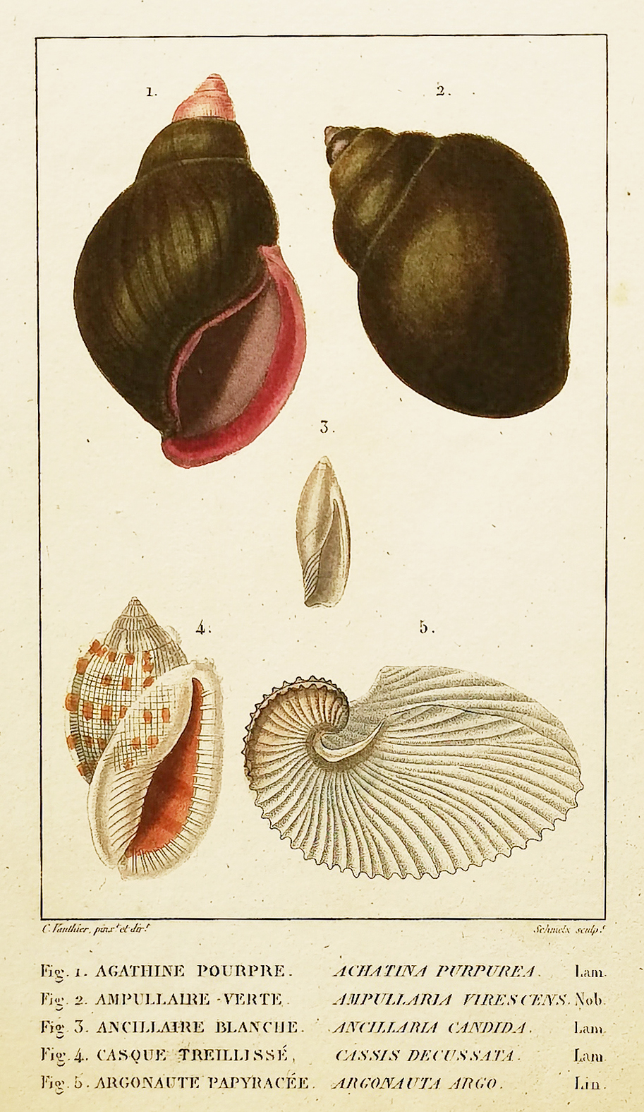 Fig 1. Agathine Pourpre Fig 2. Ampullaire Verte Fig 3. Ancillaire Blanche Fig 4. Casque Treillisse Fig 5. Argonaute Papyracee - Antique Print from 1824