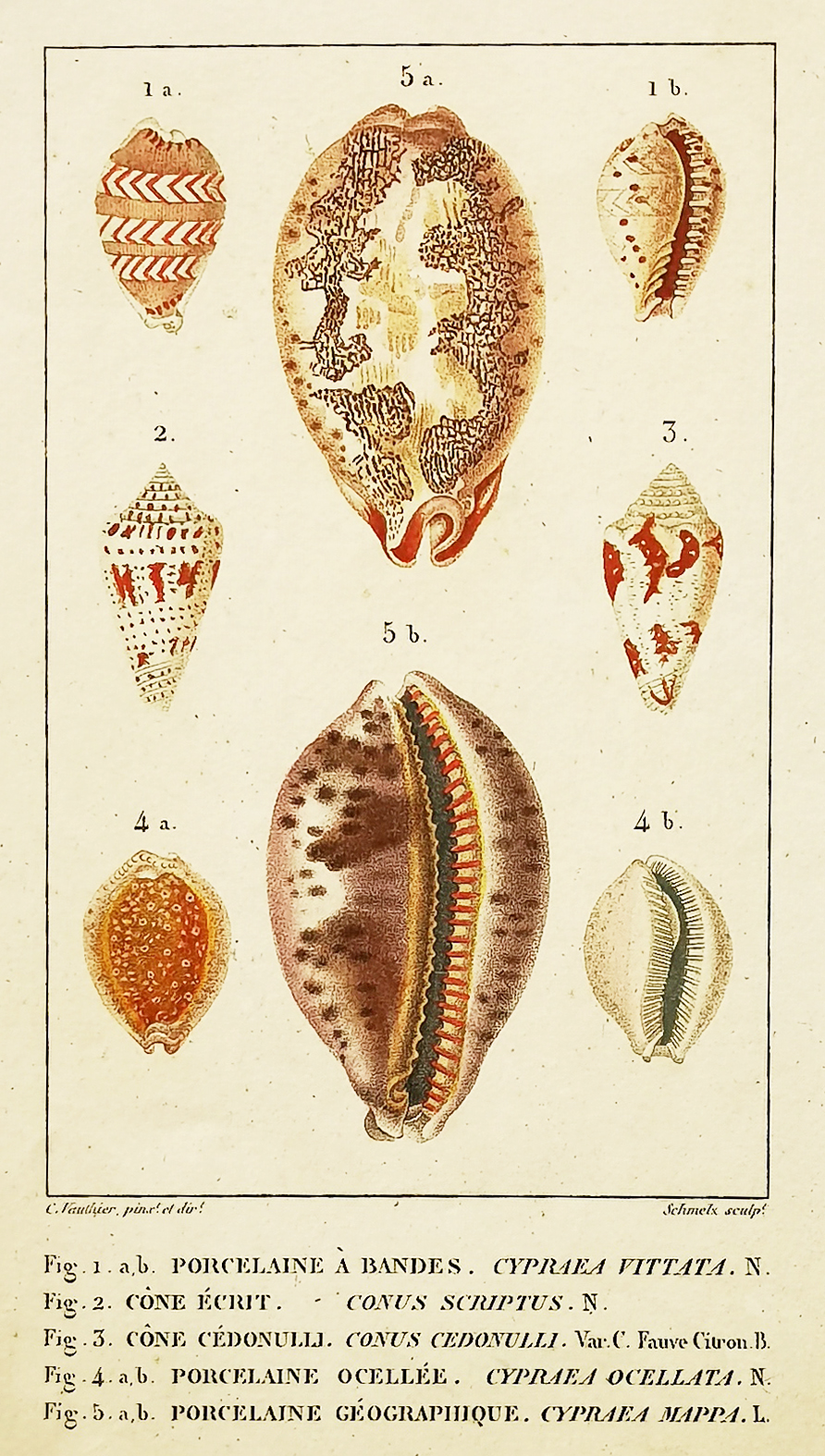 Fig 1. Porcelaine A. Bandes Fig 2. Cone Ecrut. Fig 3. Cone Cedonulli. Fig 4. Porcelaine Ocellee. Fig 5. Porcelaine Geographique. - Antique Print from 1824