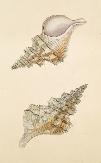 Tuberculated Murex. Fusus Despectus. (Pl… Shells & Coral