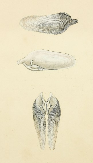 Striated Piddock or Piercer. (Pholas Str… Shells & Coral