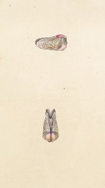 Striated Piddock or Piercer. (Pholas Striata) Shells, Coral, Sea plants etc