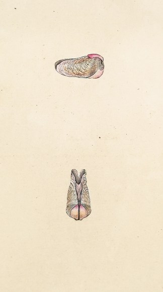 Striated Piddock or Piercer. (Pholas Str… Shells & Coral