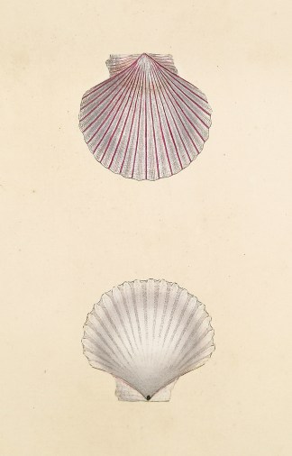 Lineated Scallop. Pecten Opercularis. Shells & Coral