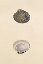 Membranaceus Venus. Venus Verrucosa, Var. Cancella… Shells, Coral, Sea plants etc
