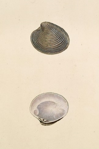 Membranaceus Venus. Venus Verrucosa, Var… Shells & Coral