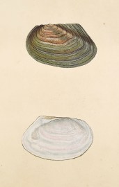 Small Horse-Mussel. Swan River-Mussel. Shells, Coral, Sea plants etc