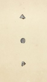 Land Top-shell. Trochus Terrestris. Shells, Coral, Sea plants etc