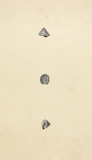 Land Top-shell. Trochus Terrestris. Shells & Coral