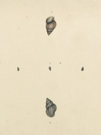 Small Turbo. Rissoa Parva. Shells, Coral, Sea plants etc