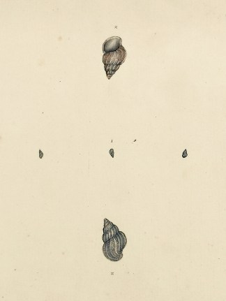 Small Turbo. Rissoa Parva. Shells & Coral