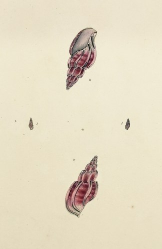 Ribbed Murex. Mangelia Costata. Shells & Coral