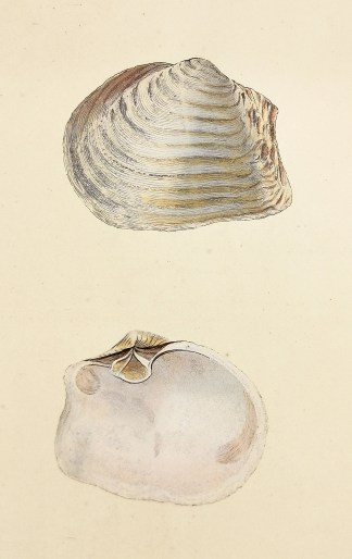 Abrupt, or Truncated Gaper. (Mya Truncat… Shells & Coral